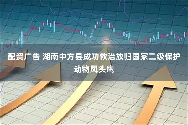 配资广告 湖南中方县成功救治放归国家二级保护动物凤头鹰