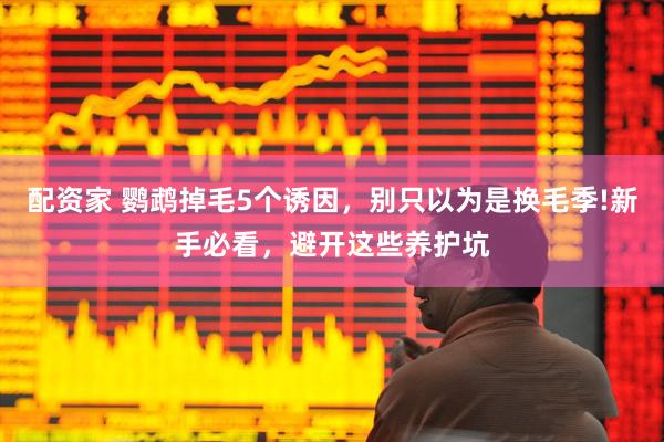 配资家 鹦鹉掉毛5个诱因，别只以为是换毛季!新手必看，避开这些养护坑